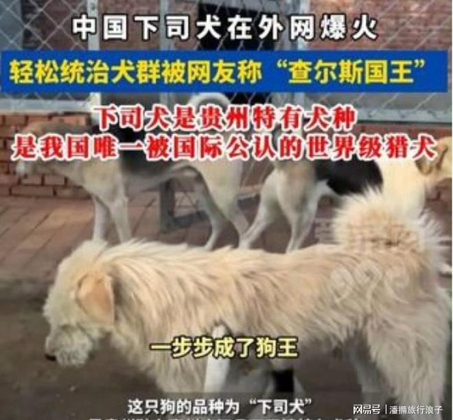 ”爆火！身价飙升至10万美元狗主人被扒冰球突破爆百万大奖贵州下司犬“查理国王(图11)