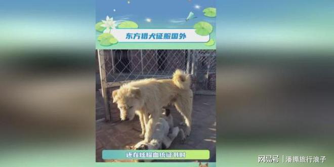 ”爆火！身价飙升至10万美元狗主人被扒冰球突破爆百万大奖贵州下司犬“查理国王(图7)