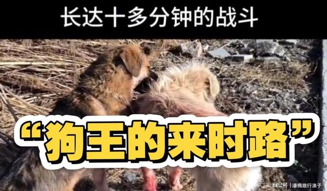 ”爆火！身价飙升至10万美元狗主人被扒冰球突破爆百万大奖贵州下司犬“查理国王(图8)