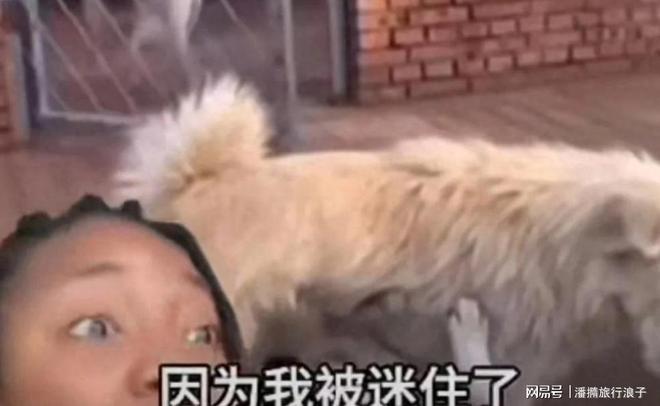 ”爆火！身价飙升至10万美元狗主人被扒冰球突破爆百万大奖贵州下司犬“查理国王(图15)