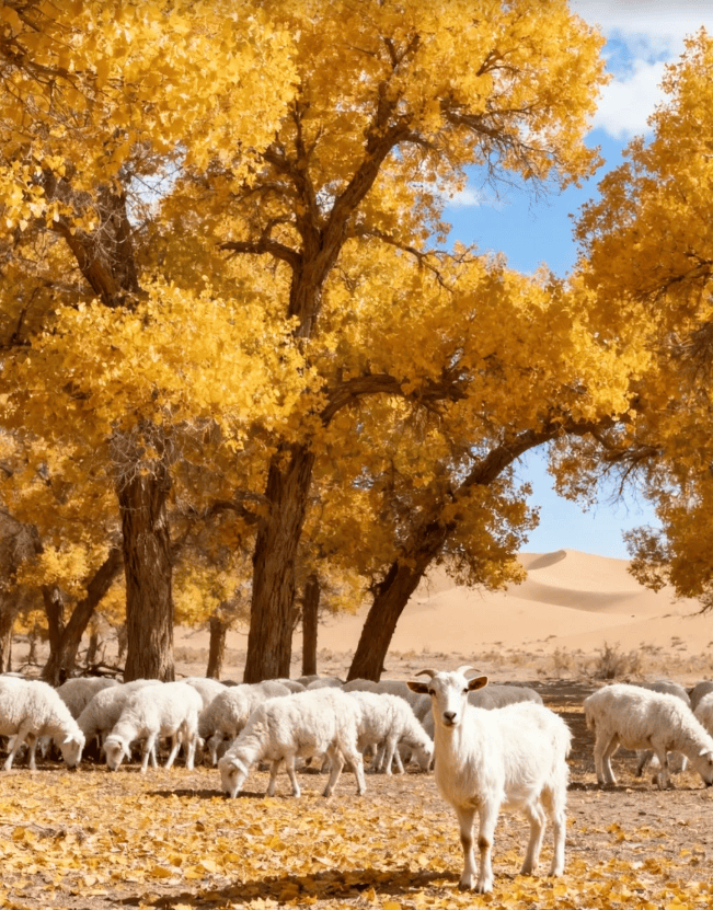 心景区行程详解附西北胡杨林亲子游贴士与美食推荐一文搞定！冰球突破国庆出行西北胡杨林六天五晚旅游攻略：额济纳旗核(图3)